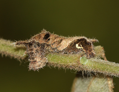 Neptis hylas varmona