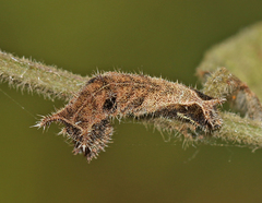 Neptis hylas varmona