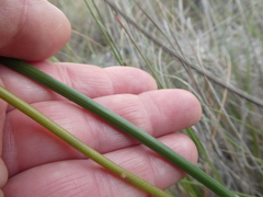 Bulbinella potbergensis