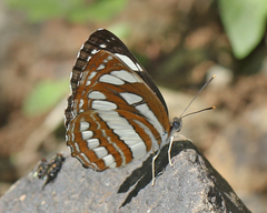 Neptis hylas varmona