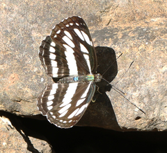 Neptis hylas varmona