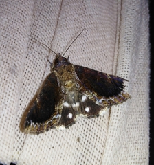 Ercheia cyllaria