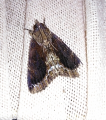 Ercheia cyllaria