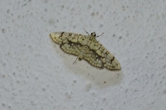 Haritalodes
