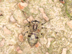 Psocodea