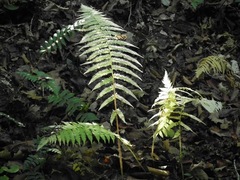 Deparia acrostichoides