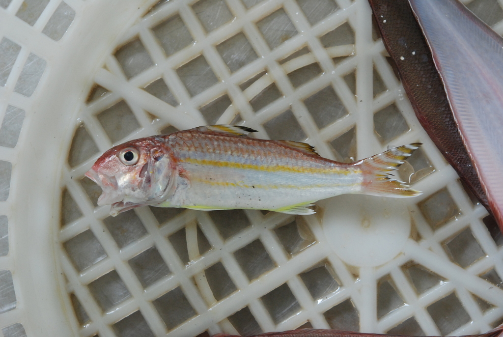 Fourlined goatfish (Upeneus quadrilineatus) — Mullidae
