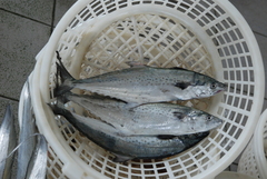 Scomberomorus guttatus