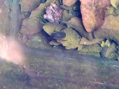 Dytiscus semisulcatus