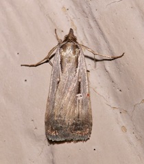 Tathorhynchus exsiccata