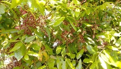 Alectryon excelsus excelsus