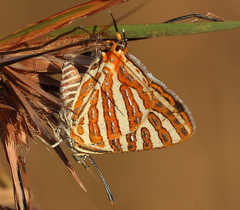 Cigaritis schistacea
