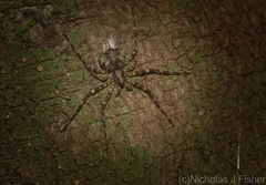 Tamopsis brachycauda