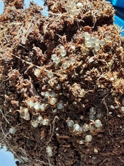 Popillia japonica