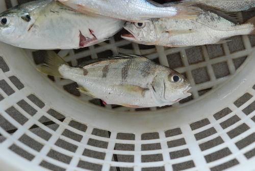 Banded grunt (Pomadasys maculatus) — Haemulidae — 5