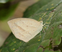 Eurema laeta laeta