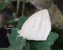 Eurema laeta laeta