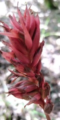 Stenorrhynchos albidomaculatum