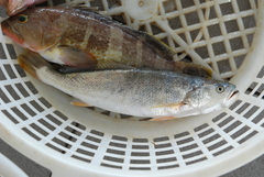 Otolithes ruber