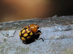 Cryptocephalus luteosignatus