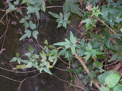 Clematis formosana