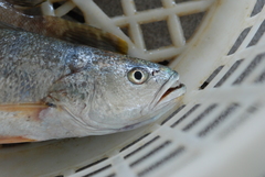 Otolithes ruber