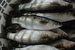 Planiliza macrolepis