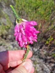 Erica mammosa