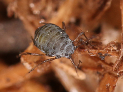 Aphididae
