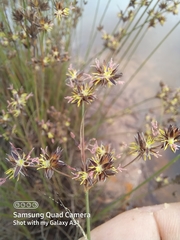 Juncus lomatophyllus