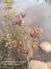 Juncus lomatophyllus