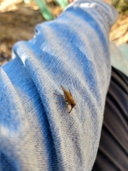Scaptia viridiventris