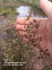 Juncus lomatophyllus