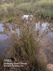 Juncus lomatophyllus
