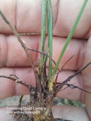 Juncus lomatophyllus