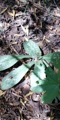 Stenorrhynchos albidomaculatum