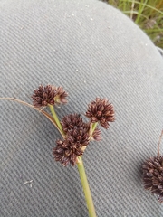 Juncus dregeanus dregeanus