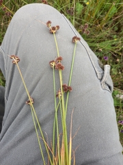 Juncus dregeanus dregeanus