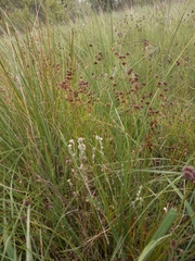 Juncus dregeanus dregeanus