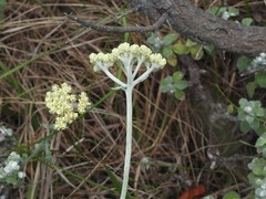 Helichrysum patulum
