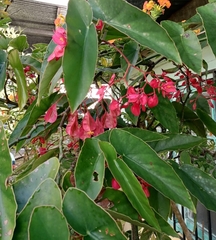 Begonia coccinea