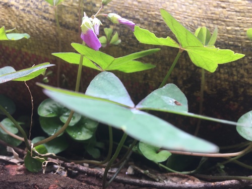 Garden pink-sorrel