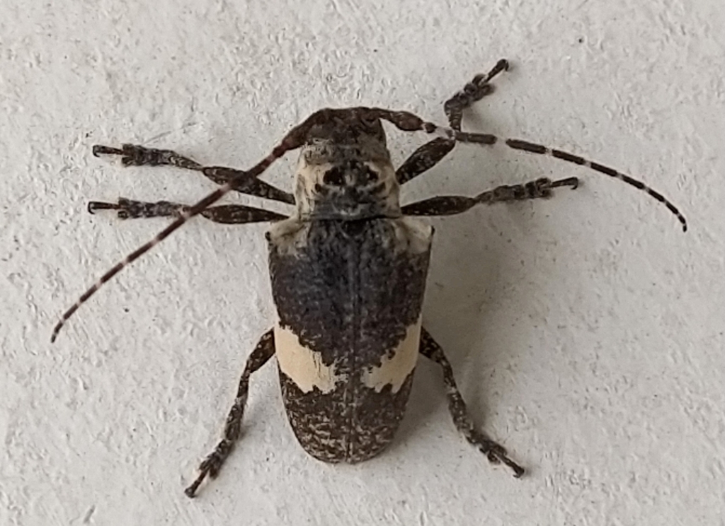 Hypsioma fasciata
