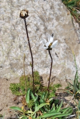 Tanacetum richterioides