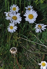 Tanacetum richterioides