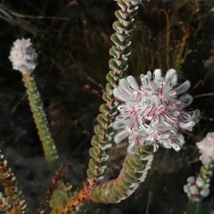 Paranomus spathulatus