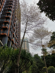 Terminalia mantaly 'triciolor'