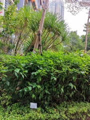 Terminalia mantaly 'triciolor'