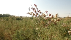 Tamarix aucheriana