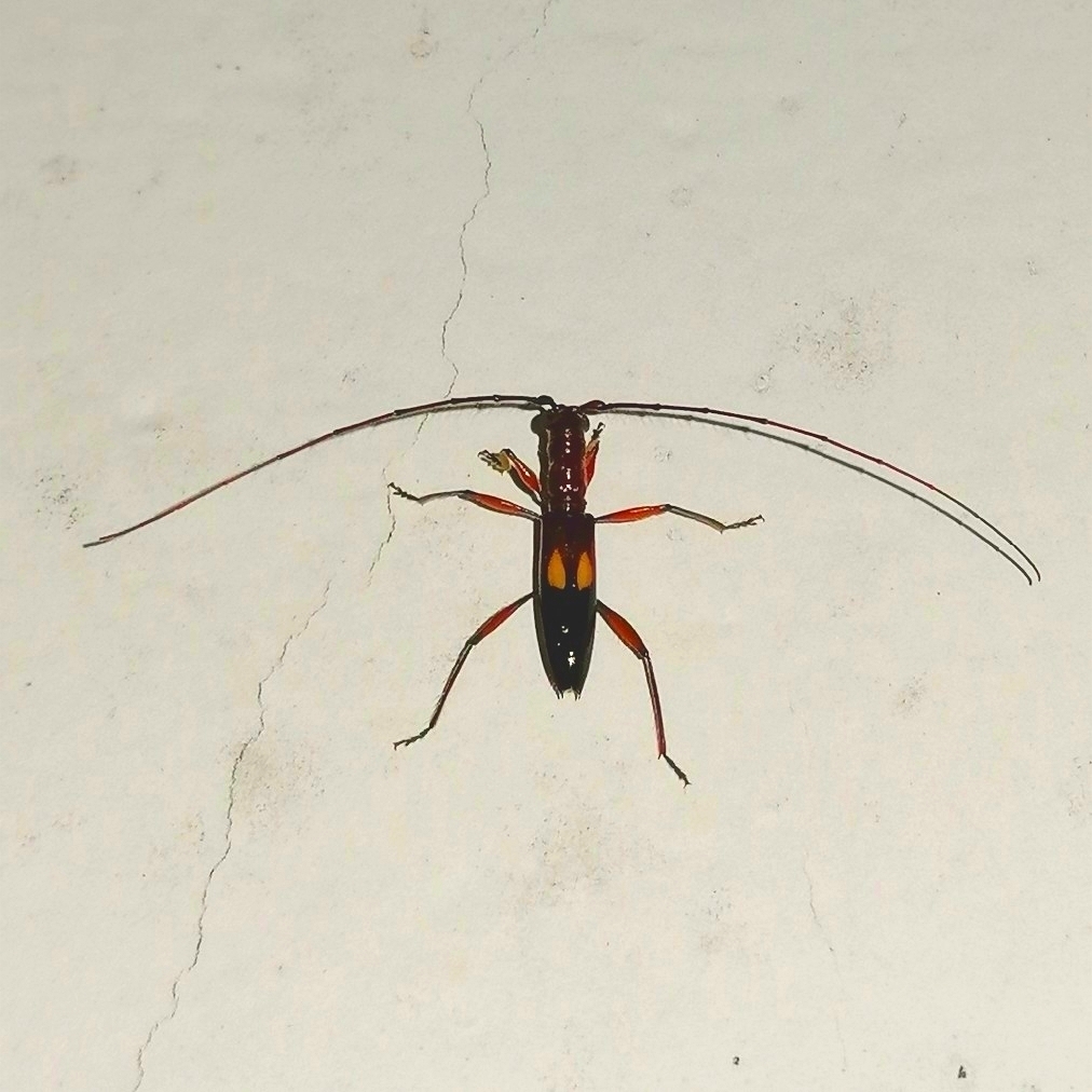 Neotropidion nodicolle